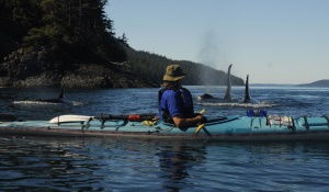 Kayaktour met zicht op Orca's | Johnstone Strait